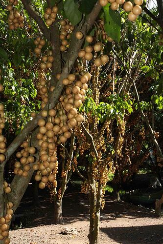 Aux environs de Càn Thơ - Abalone_vn