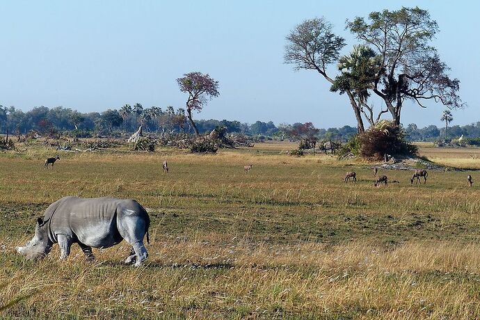 Delta de l'Okavango, Pom Pom épisode 5 - fabienne65