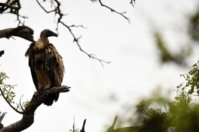 Re: Au paradis ! Compte rendu d'un voyage de 2 petites semaines en Afrique du Sud - L-argonnais Re: Au paradis ! Compte rendu d'un voyage de 2 petites semaines en Afrique du Sud - L-argonnais