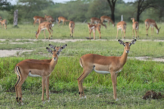 Re: Safari en Tanzanie, quel circuit choisir - puma