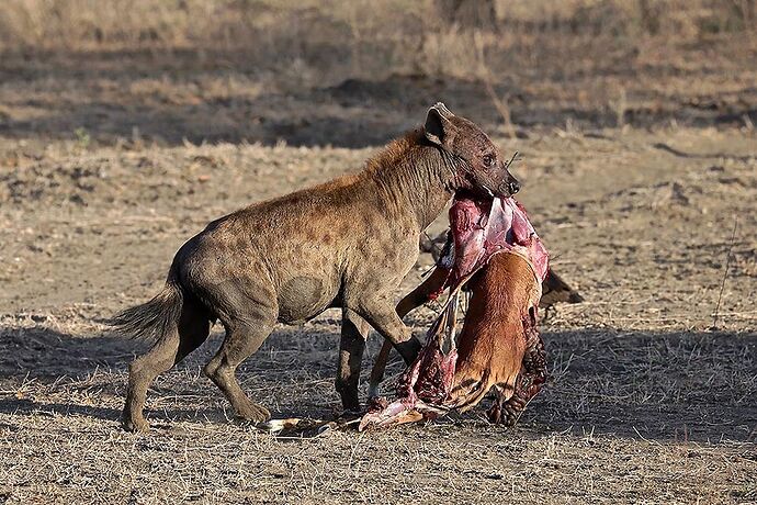 Re: A Sélous & Ruaha, pour le plaisir . - puma