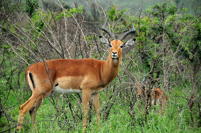 Re: Au paradis ! Compte rendu d'un voyage de 2 petites semaines en Afrique du Sud - L-argonnais Re: Au paradis ! Compte rendu d'un voyage de 2 petites semaines en Afrique du Sud - L-argonnais