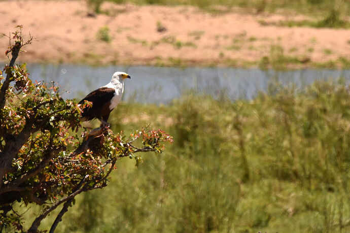 Re: Au paradis ! Compte rendu d'un voyage de 2 petites semaines en Afrique du Sud - L-argonnais Re: Au paradis ! Compte rendu d'un voyage de 2 petites semaines en Afrique du Sud - L-argonnais