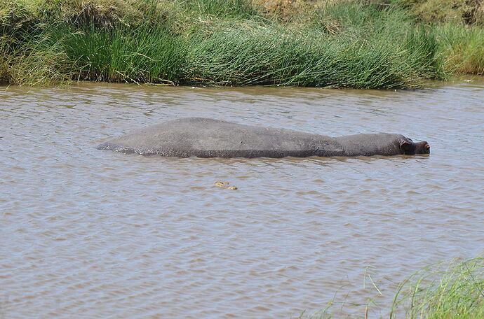Découverte macabre - matinée du 4ème jour dans le Serengeti - fabienne65