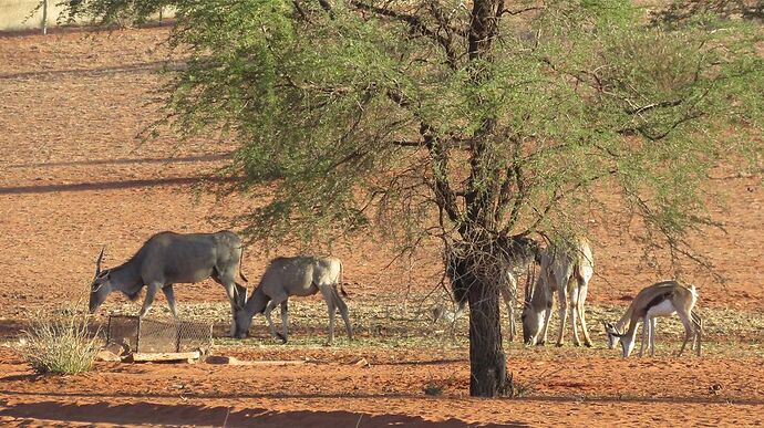 Retour en Namibie. - PATOUTAILLE