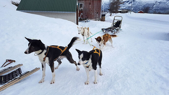 Re: De Tromsø aux îles Lofoten - 11 jours de road trip arctique - sebnella