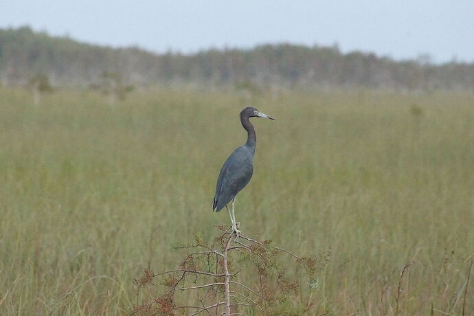 Découverte de le FLORIDE - Les KEYS & Les EVERGLADES - cartesien