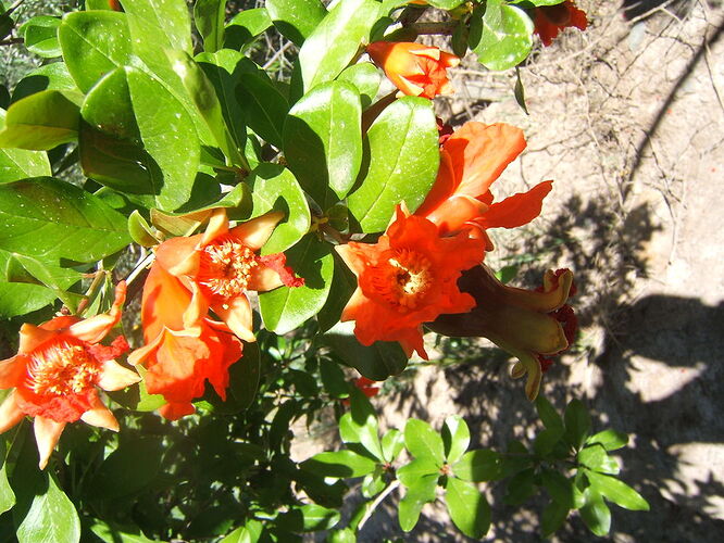 encore et encore des fleurs - trostang