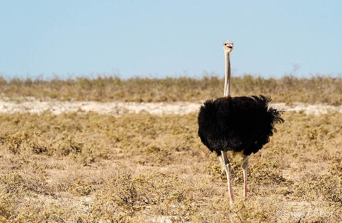 Etosha - Okaukuejo - Millie