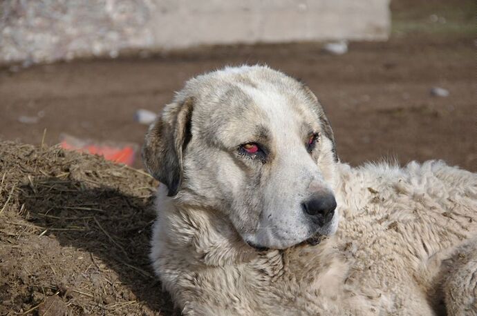 Re: Photos chiens de protection en Asie centrale - spartacus21