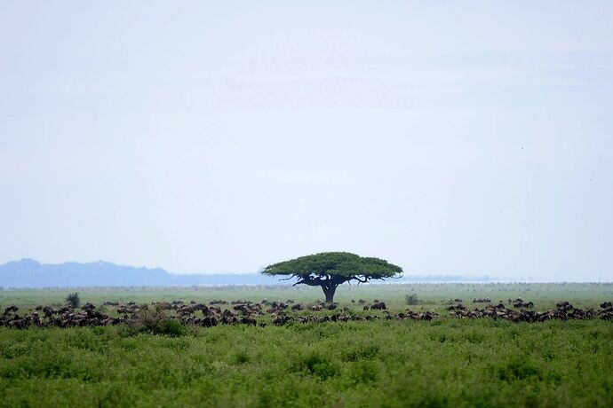 Re: Tanzanie en Décembre, les parcs du Nord sous le signe de la chance! - borneo33