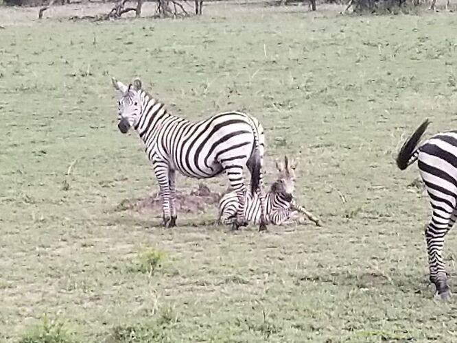 La Tanzanie est encore dans ma tête!! - Titi-delphi