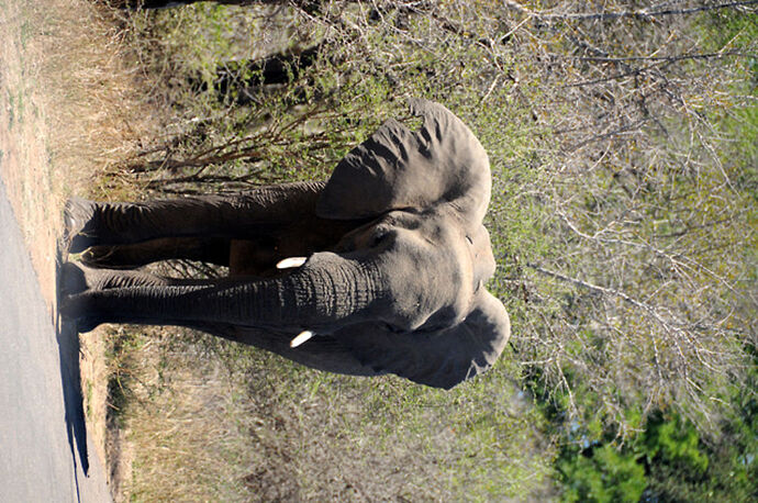 Re: Au paradis ! Compte rendu d'un voyage de 2 petites semaines en Afrique du Sud - L-argonnais Re: Au paradis ! Compte rendu d'un voyage de 2 petites semaines en Afrique du Sud - L-argonnais