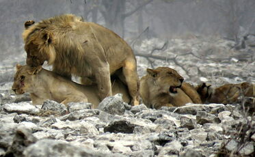 Les lions assurent le show - PATOUTAILLE