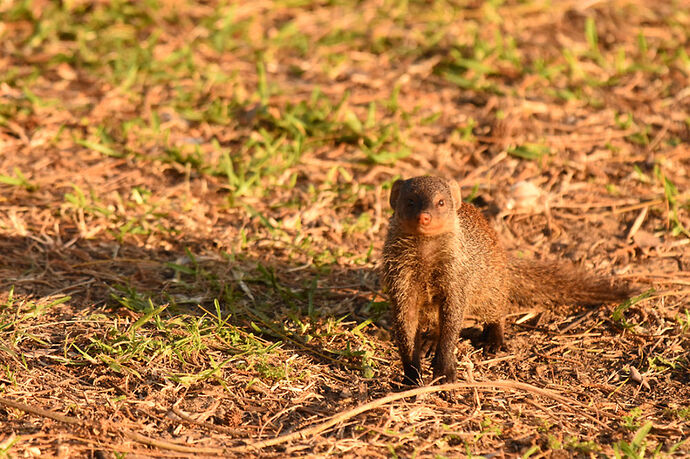 Re: Au paradis ! Compte rendu d'un voyage de 2 petites semaines en Afrique du Sud - L-argonnais Re: Au paradis ! Compte rendu d'un voyage de 2 petites semaines en Afrique du Sud - L-argonnais
