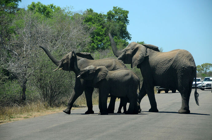 Re: Au paradis ! Compte rendu d'un voyage de 2 petites semaines en Afrique du Sud - L-argonnais Re: Au paradis ! Compte rendu d'un voyage de 2 petites semaines en Afrique du Sud - L-argonnais