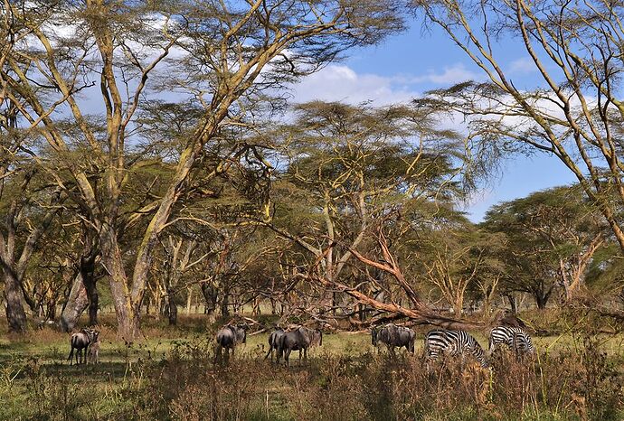 Notre voyage au Kenya - Elodie-Cerise