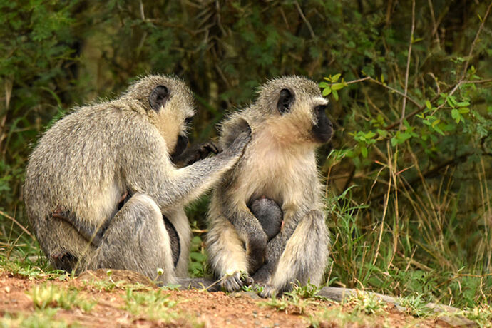 Re: Au paradis ! Compte rendu d'un voyage de 2 petites semaines en Afrique du Sud - L-argonnais Re: Au paradis ! Compte rendu d'un voyage de 2 petites semaines en Afrique du Sud - L-argonnais