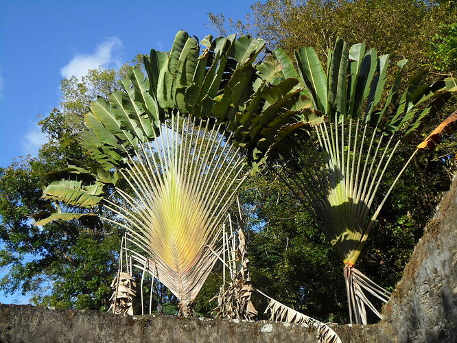 Re: A faire et à voir absolument en martinique - quinqua voyageuse