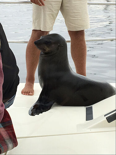 J10, Catamaran Charter Dolphin Cruise et Dune 7 - llce