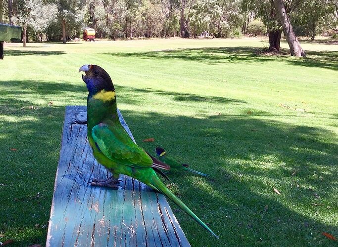 Re: Australie 2017, Côte Ouest de Broome à Perth - PATOUTAILLE