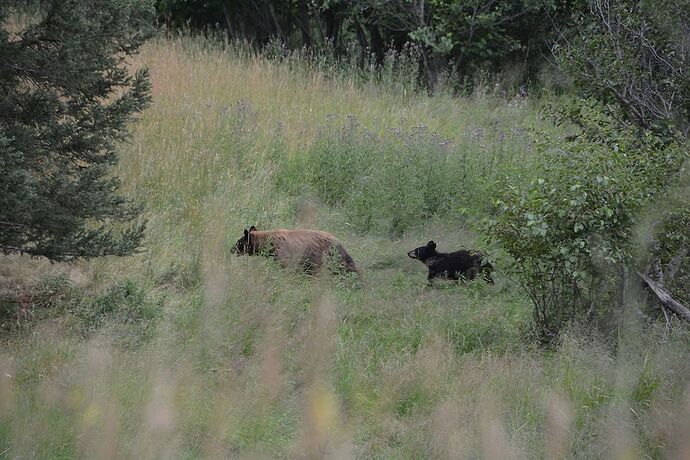 Re: Camping dans le PN de Yellowstone avec un enfant de 5 ans - vincentdetoulouse