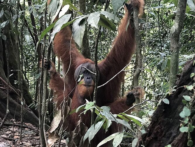 Jungle trek en Indonesie à la rencontre des orang-outans - lau974