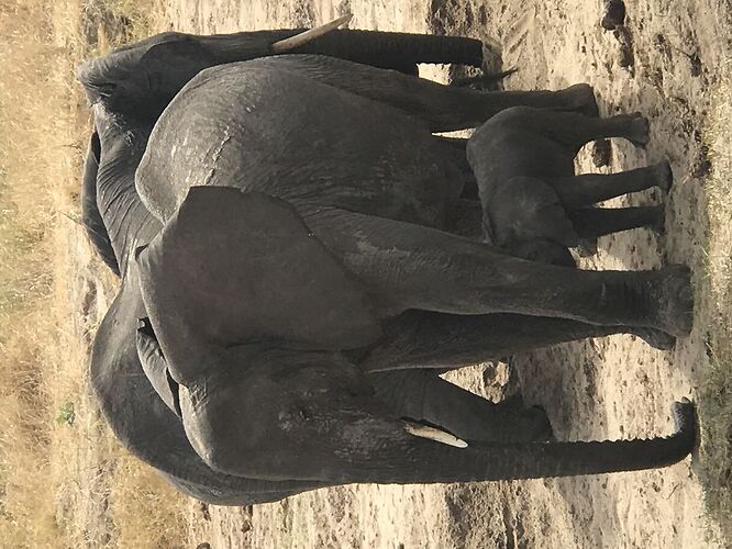 Retour de mon Safari en Tanzanie avec Philipo Kimgoni oni - Catherine-Serafim