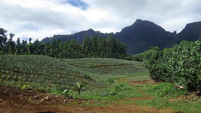 route et production des ananas à Moorea - chgut