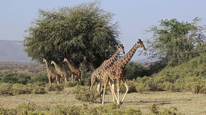 Re: Un exemple de séjour safari. - puma