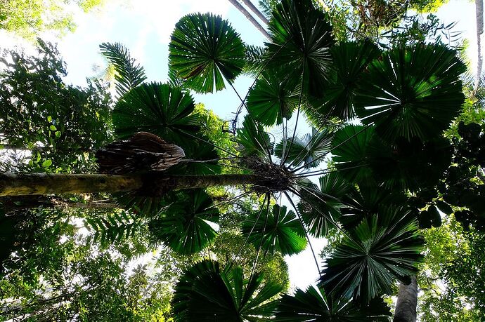 A la découverte du Tropical North Queensland - CelCed6