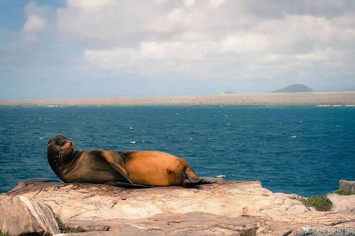 Re: iles galapagos en solo... Conseils ? - LéonEquateur