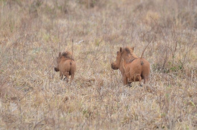 Bon, des éléphants à gogo, mais quoi d'autre dans le Tarangire? - fabienne65