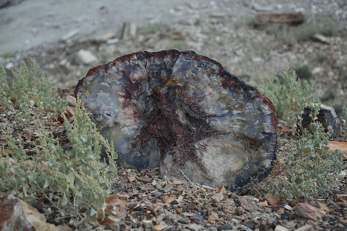 Dimanche 26 Juillet : Petrified Forest – Painted Desert NP - darth