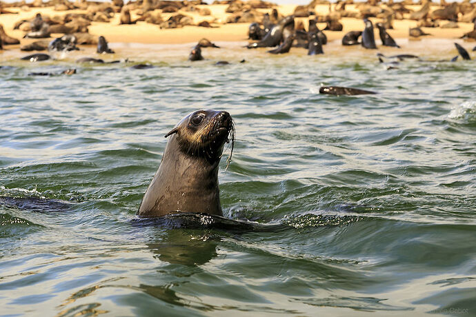 Walvis Bay - Millie