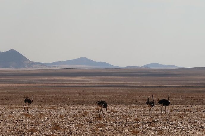 Re: Retour de Namibie fin mai début juin avec 2 loustics de 2 et 5 ans  - adefab