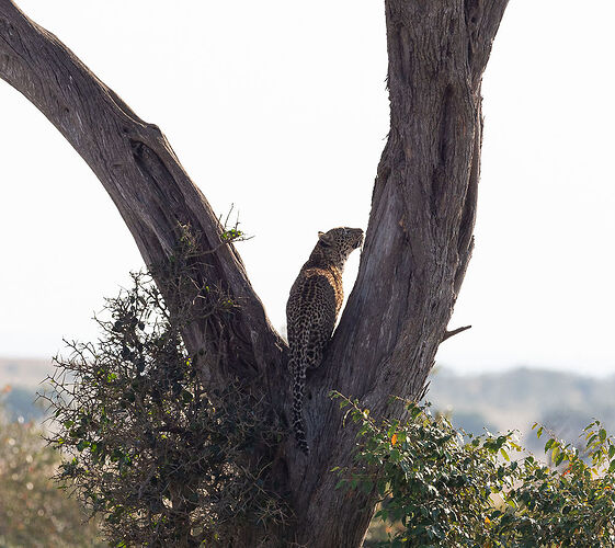 Re: Kenya juillet 2021 un nouveau safari de Samburu au Massai Mara en passant par Meru et Aberdare NP - Karen56