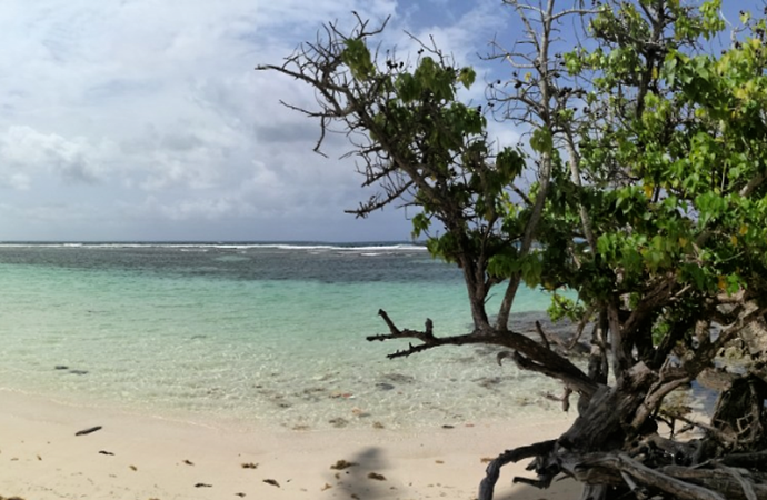 Re: Sargasses Guadeloupe  - Frederic-Maillot
