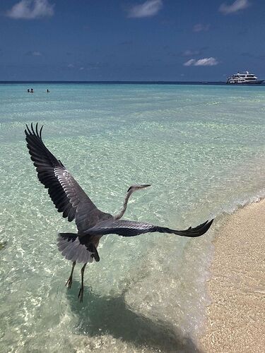 Météo du 01 Mai 2021 - Phil Ô Maldives Guide Safaris