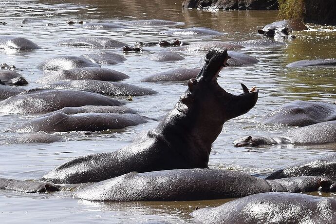 Re: Safari avec Waltz Tour Safaris en Tanzanie  - Laura-Plp