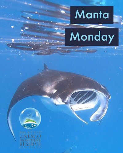 Re: Maldives Snorkeling - Mai - Baa Atoll - Mantas saison - Philomaldives Guide Safaris