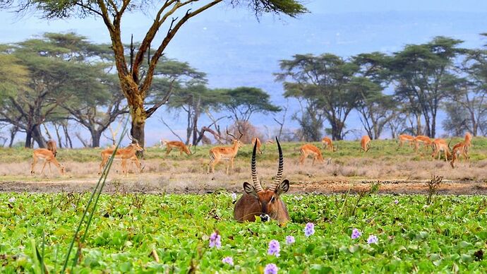 Re: Au coeur du Kenya ; le Kenya dans le coeur - Jmarc71