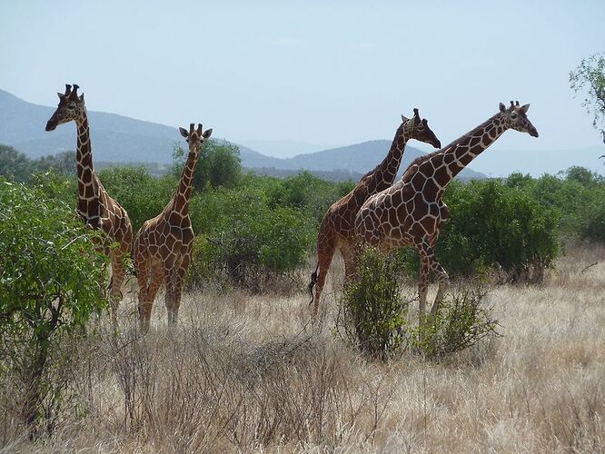 Re: Retour d''expérience : trek au mont Kenya et Réserve Samburu - veroct