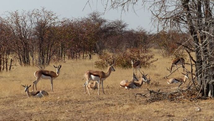 Re: 3 fabuleuses semaines Namibiennes- juillet 2021 - Patbillvoyage