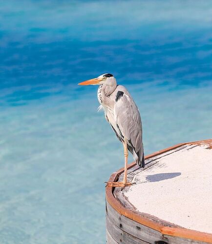 Maakanaa  Maldives - Héron espèce protégée -   - Philomaldives Ex guide Safaris