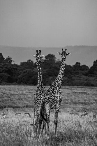 Re: Parenthèse enchantée au Masaï Mara chez Melting Pot Safaris - Mattsupertramp