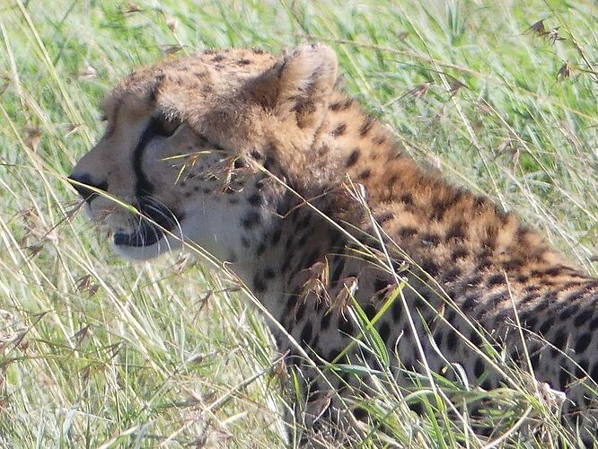 Re: Prix safari Kenya  !! - globetrotter119