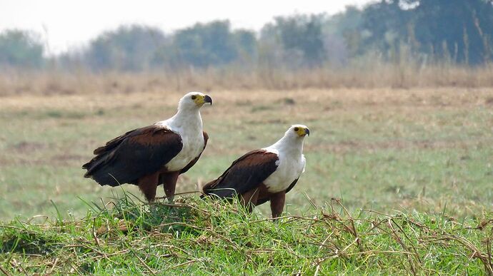 Re: NAMBOTSVIC Namibie- Botswana- Victoria Falls, 3 semaines magiques - PATOUTAILLE