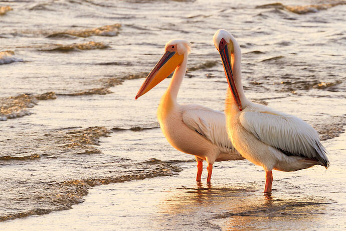 Walvis Bay - Millie