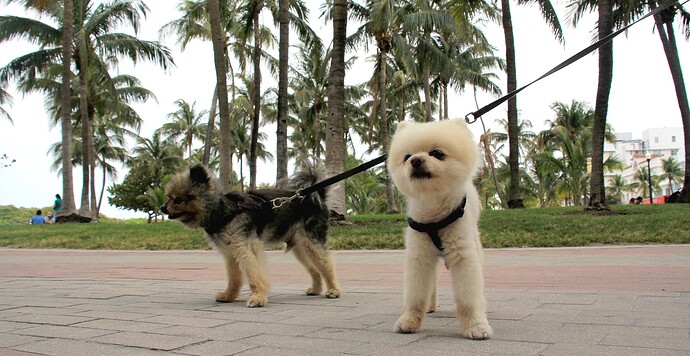 chiens et maîtres en promenade